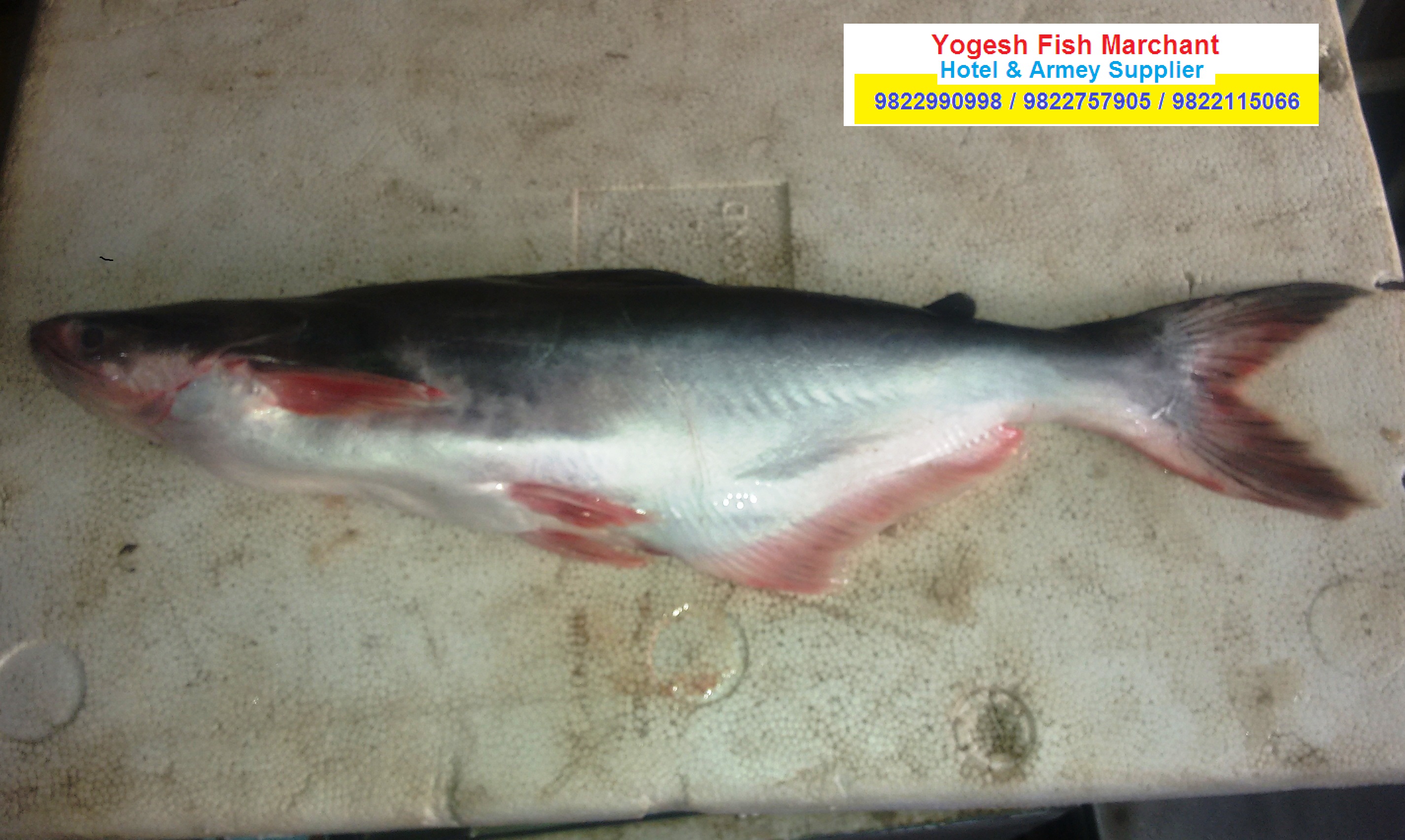 yogesh fish marchant